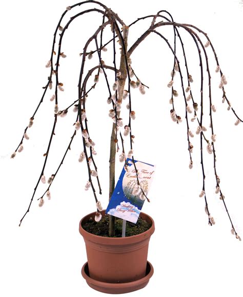 Pussy Willow Plants