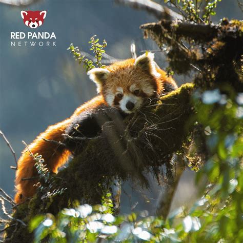 Wonder what your support has recently achieved for red panda ...