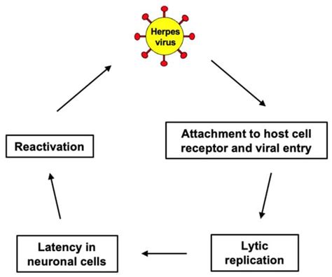 Roles of Reactive Oxygen Species in Relationships Between Viral ...