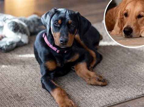 Rottweiler And Doberman Mix Puppies