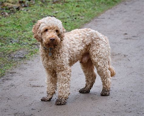 Image result for Show Cockapoo