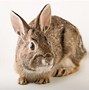 Image result for Cottontail Rabbits Wild Bunny