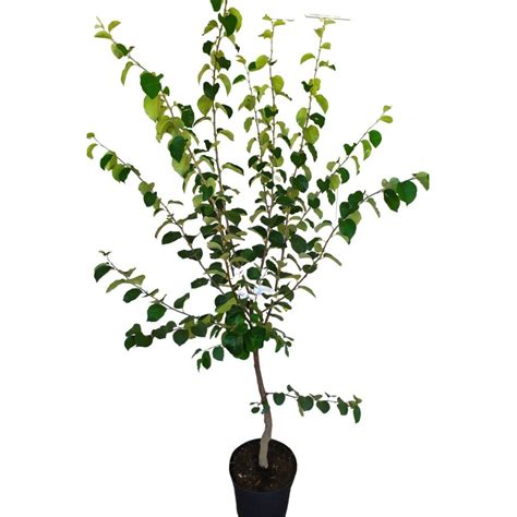 Süßquitte ‚Esme Ayva‘ | Busch – Nimmervoll … Ihr Fachmarkt für Blumen ...