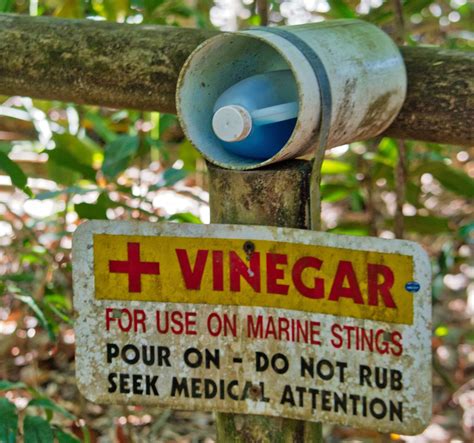 Does Peeing on a Jellyfish Sting Work?