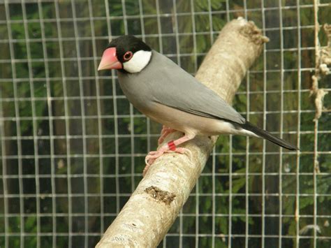 Padda de Java Breeding 的图像结果