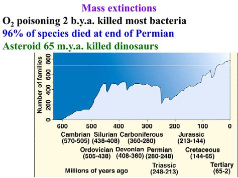 Image result for Macroevolution Fossils