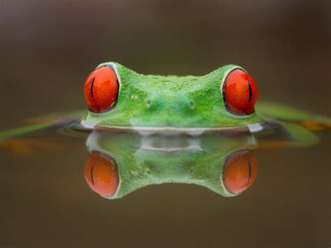 Red Eyed Tree Frog White Spots at Rose Jaques blog