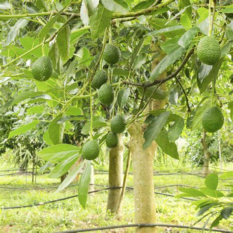 Avocado ( Pinkerton ) grafted / Butter Fruit ( Persea americana ) Frui ...