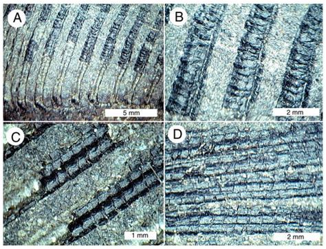 The First Discovery of a Fish Fossil (Phareodus sp.) from Paleogene ...