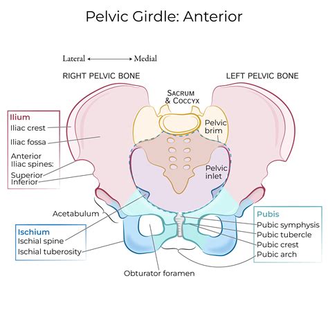 Gross Anatomy Glossary: Pelvic Girdle | ditki medical & biological sciences