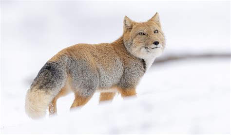 Tibetan fox facts, distribution & population | BioDB
