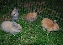 Image result for Angora Baby Bunnies