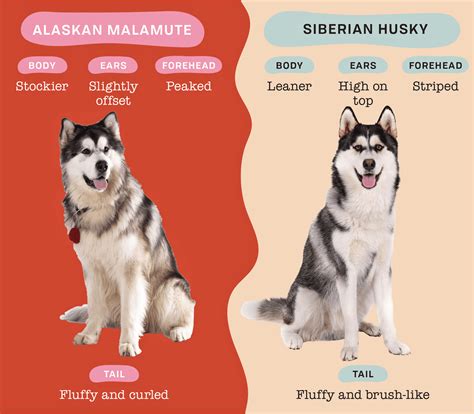 How to Tell Alaskan Malamutes and Siberian Huskies Apart