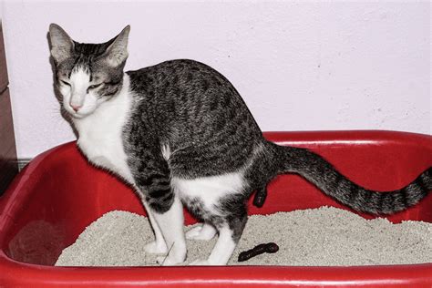 Cat Poop Color Chart - What Does Each Color Indicate?