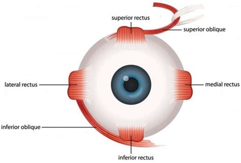 Extreme Tolerance of Extraocular Muscles to Diseases and Aging: Why and ...