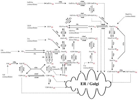 Towards Controlling the Glycoform: A Model Framework Linking ...