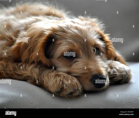 Sad dog eyes hi-res stock photography and images - Alamy