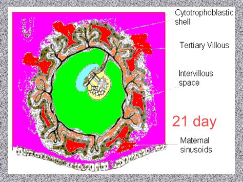 Placenta Development Notes Anatomy 的图像结果