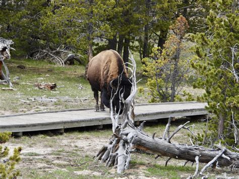 Top Five Places to Visit in Yellowstone National Park - USA Tourist