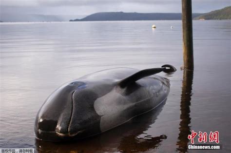 新西兰再现鲸鱼搁浅事件 近20头已死亡