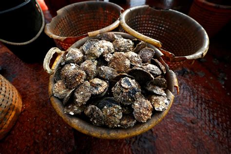Oyster Bacteria Treatment at James Reis blog