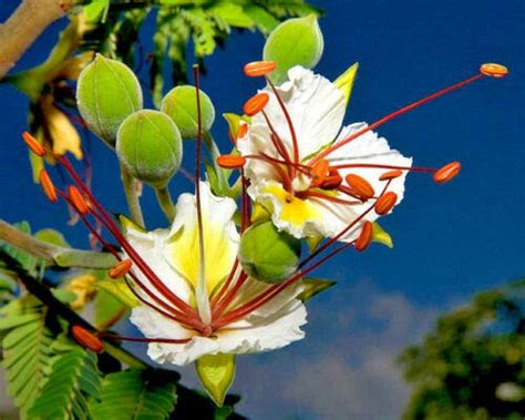 Buy DELONIX DECARYI, Flamboyant Poinciana Tree Very Rare Bonsai Seed 20 ...