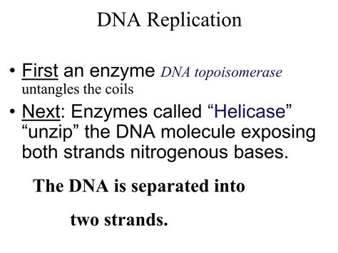 Chapter 11 DNA Structure and Replication RNA and Protien Synthesis 2017.ppt