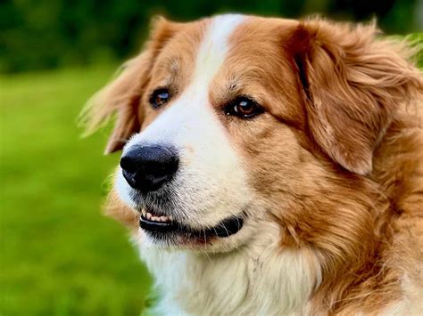 Great Pyrenees Mix Dog Breed Complete Guide - A-Z Animals