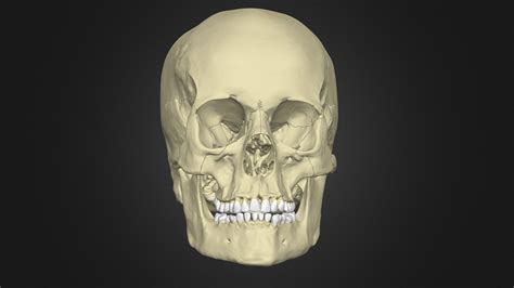 The Anatomy of the Human Skull - 3D model by HannahNewey [baf6ac7 ...