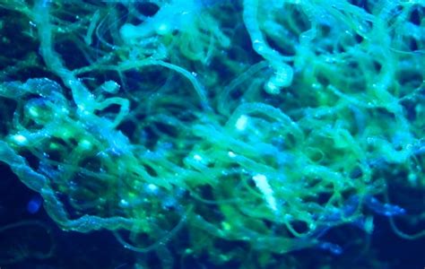 welche Algen siond das ? - Algen - Meerwasserforum