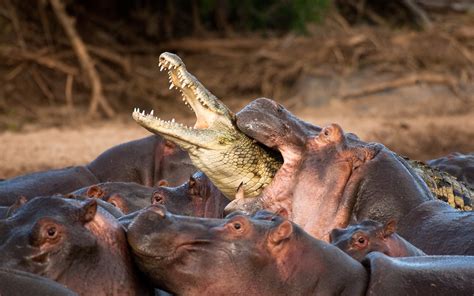Wallpaper Hippos attack crocodile 2880x1800 Picture, Image