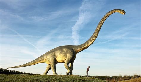 最大的恐龙是哪种恐龙？历史上真的有58米长的恐龙吗？|恐龙|梁龙|龙_新浪新闻