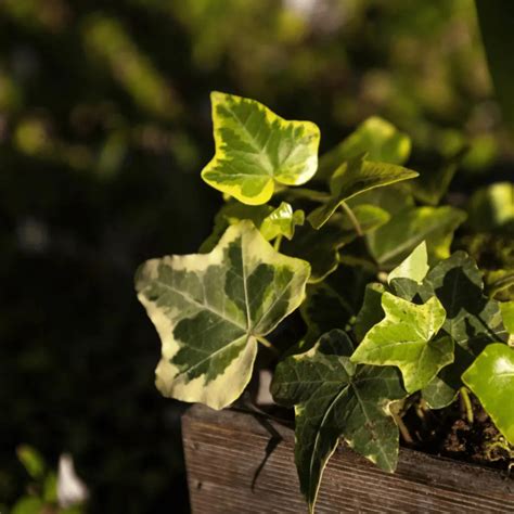 English Ivy Variegated (Hedera helix Variegata) Indoor Live Plant | Air ...