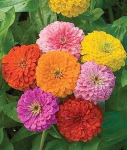 Airex Zinnia Mix Flower Seed Price in India - Buy Airex Zinnia Mix ...