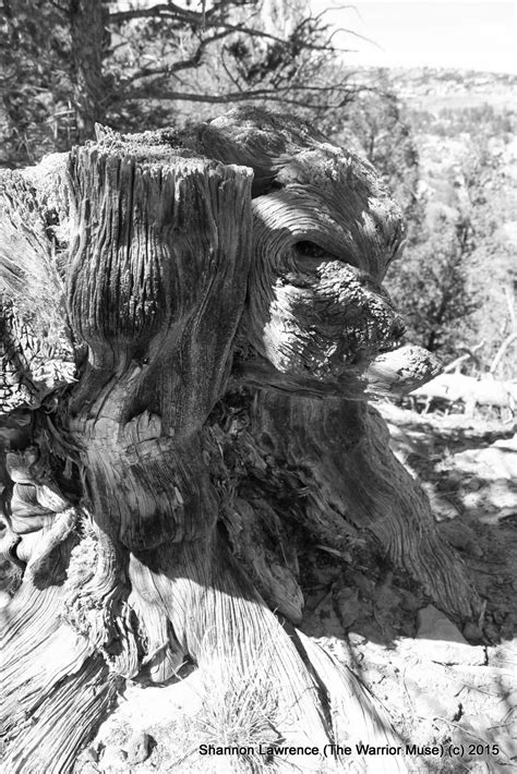 Image result for Stumpy Monkey