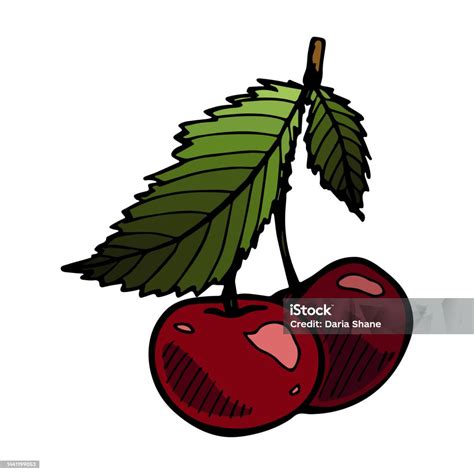 Hand Drawn Cherry Clipart Stock Illustration - Download Image Now ...