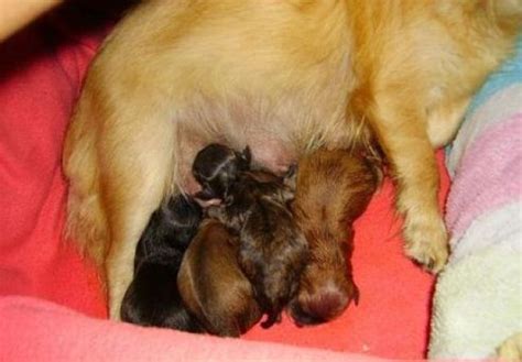 Rassehunde Chihuahua Kleinanzeigen | Rassehunde Chihuahua Annoncen ...