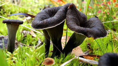 Black Poison Mushrooms