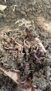 DROXTY ™ORGANIC SOIL MANURE FOR PLANTS-R664 Manure Price in India - Buy ...