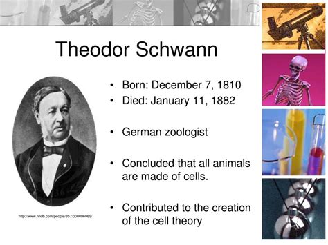 Image result for Cell Theory Explained