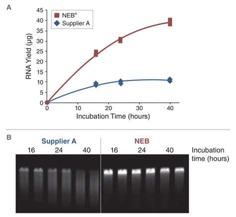 RNA Transcript Graph 的图像结果