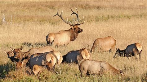 Colorado's 2025-2029 new hunting season dates and other big changes ...