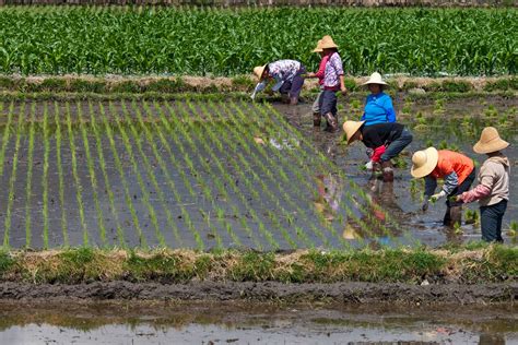 Rice Grown In China China Sets Roadmap For Green Agriculture