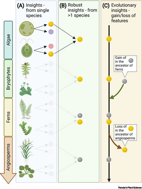 Toward kingdom-wide analyses of gene expression: Trends in Plant Science