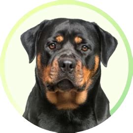 Drontal Plus Dog Dewormer | Broad‑Spectrum Worm Control India | Supertails