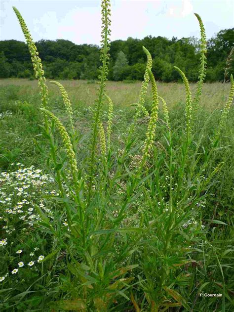 Réséda : Plante Médicinale à découvrir
