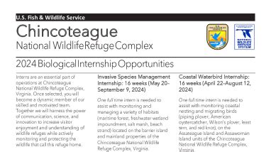 Chincoteague National Wildlife Refuge Complex Biology Internships | FWS.gov
