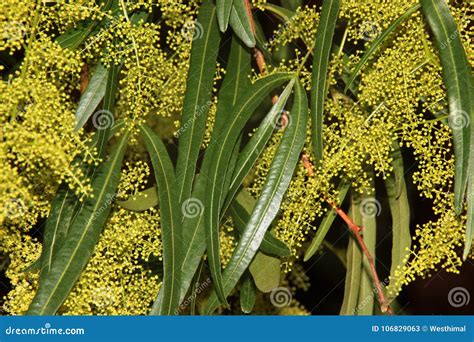 Searsia Lancea, Karee Tree, African Sumac, Willow Rhus Stock Image ...