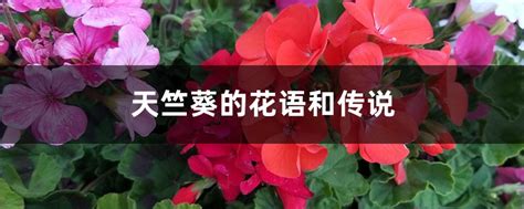 天竺葵的花语和传说 - 花百科