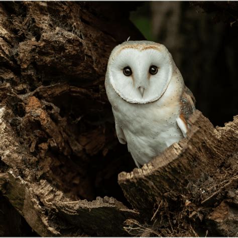 For the Love of Birds: Six Birds from North Carolina’s list of Species of Greatest Conservation ... - species of greatest conservation need